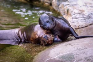 Tiergarten Schönbrunn/ Daniel Zupanc