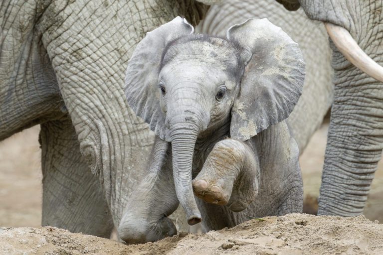 Bečki šarm u zoološkom vrtu: Malo slonče osvojilo srca posetilaca u Šenbrunu Novi stanovnik, Foto:Daniel Zupanc