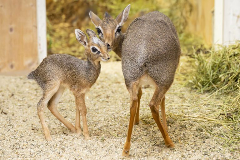 Dvostruka prinova u Šenbrunu: novi mladunci najmanje afričke antilope Kirk-dikdici pripadaju manjjim vrstama, Foto:Daniel Zupanc