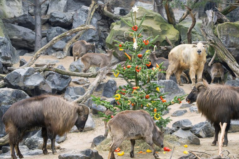 Božić u Zoološkom vrtu Šenbrun: planinske životinje dobile jelku od voća i povrća Foto: Daniel Zupanc