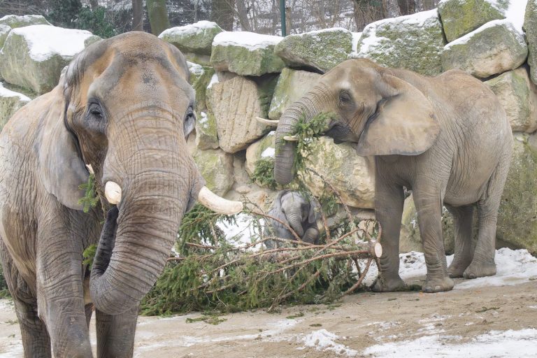 Praksa da se božićna jelka nakon praznika poklanja slonovima postala je prepoznatljiv simbol održivog razmišljanja u Beču, Foto:Daniel Zupanc