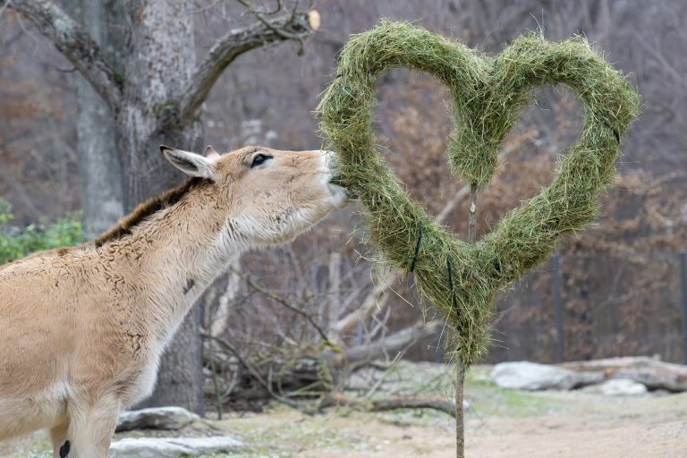 Carska romantika u zoološkom vrtu: Akcija „2 za 1“ i besplatna tura o ljubavnom životu životinja Među novijim stanovnicima zoološkog vrta su onageri, Foto: Daniel Zupanc
